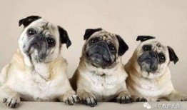 巴哥爆料赤犬视频大全,赤犬视频大全精彩瞬间大汇总